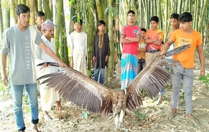 বিপন্ন প্রজাতির শকুন উদ্ধার